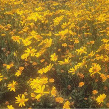 Load image into Gallery viewer, Lord Tusk : Tell Me (7")