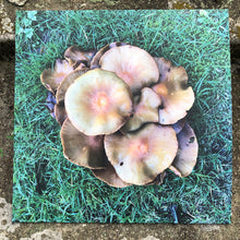 Load image into Gallery viewer, The Cyclist : STP (12")