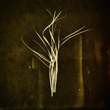 Load image into Gallery viewer, Lumisokea : Mnemosyne (LP, Album)