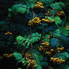 Load image into Gallery viewer, Roeglin, Fraunhofer, HndS, Priq : Affinity 1 EP (12", EP)