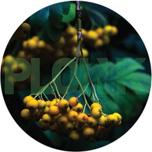 Load image into Gallery viewer, Roeglin, Fraunhofer, HndS, Priq : Affinity 1 EP (12", EP)