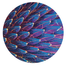 Load image into Gallery viewer, Chupacabras (5) / Brother Y : TUTAMEN 001 (12", EP)