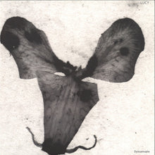 Load image into Gallery viewer, Lucy (12) : Dyscamupia (12&quot;)
