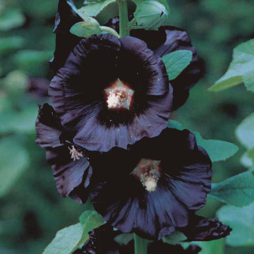 Brick Reds, Black Mauves : Brick Reds, Black Mauves EP (12