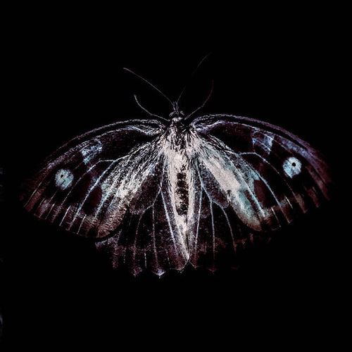 Phill Niblock, Franck Vigroux, Kasper T Toeplitz : BestiaIRE (LP, Album, Ltd)