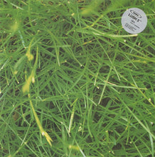 Load image into Gallery viewer, Orbital : Lush 3 (12", Single)
