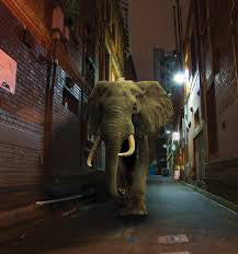 Misty Conditions : D'Zzzz (LP, Album)