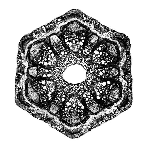 Odd Lust : Wild Qualia (12